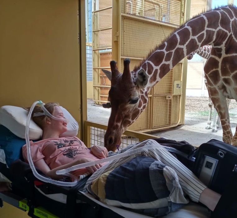Hart van Nederland-Giraffe in Diergaarde Blijdorp vervult laatste wens van terminale patiënte