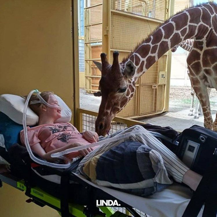  Terminale patiënt krijgt laatste groet van een giraffe