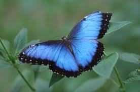vlinder.1.jpg