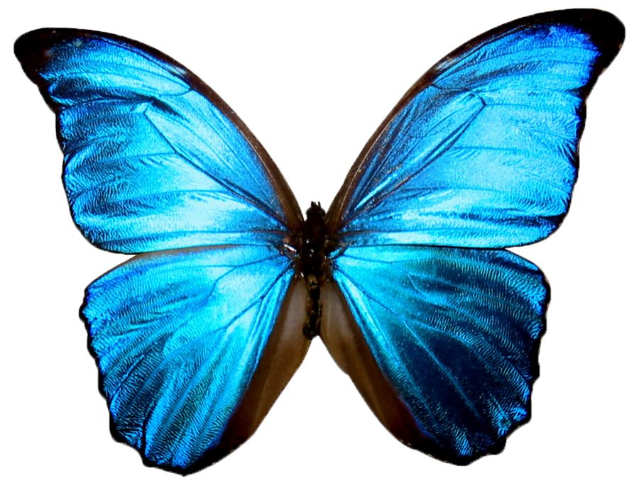 vlinder4.png