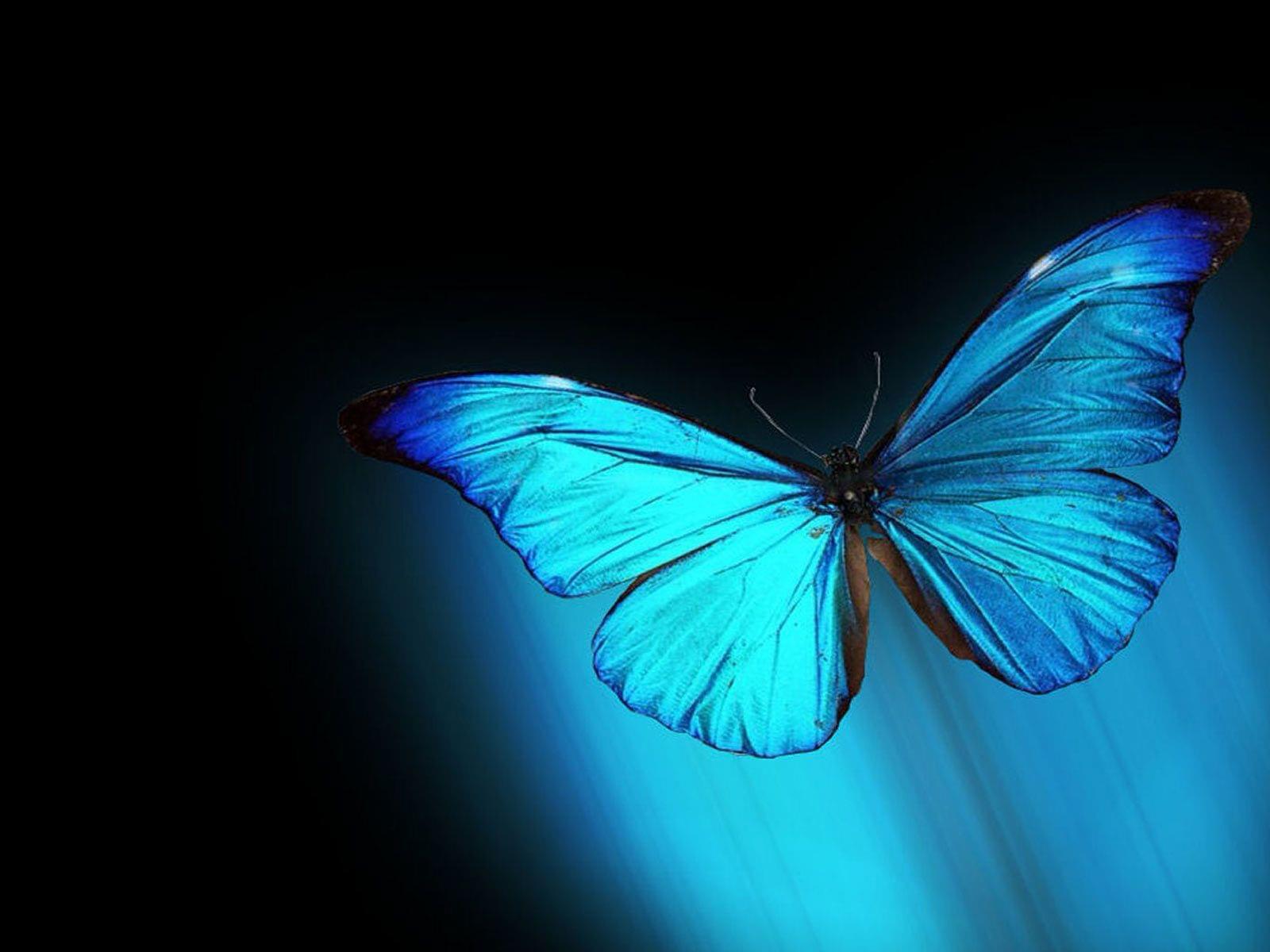 vlinder_blauw_zwart.jpg